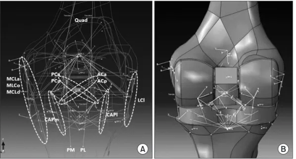 Fig. 2. (A) Locations of medial and lateral  collateral ligaments. (B) Finite element model  of total knee replacement and ligaments
