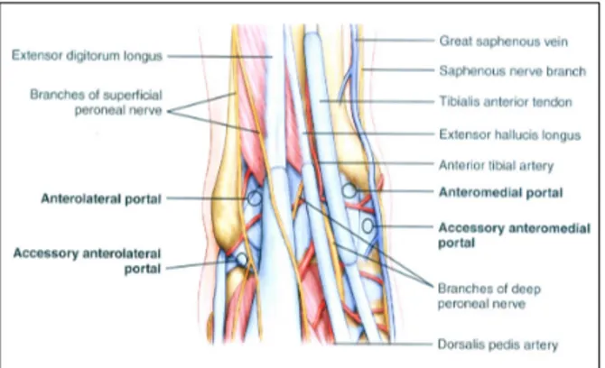 Figure 1. The anteromedial portal is located immediately adjacent  to the medial border of the tibialis anterior tendon at the level of  the joint line