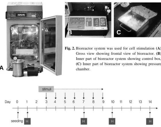 Fig. 3. Time-table for mechanical stimuli and harvesting.