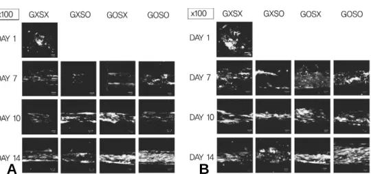 Fig. 6. Live &amp; Dead staining showing cell viability. (A) Cell viability showing at low magnification.