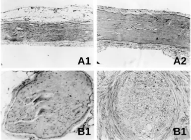Fig. 3. Normal rabbit sciatic nerve