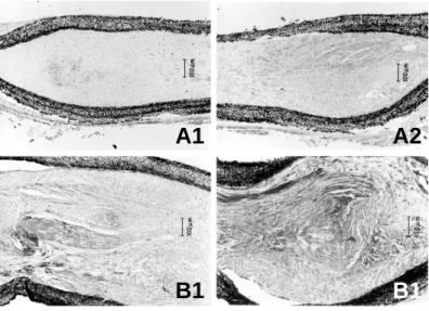 Fig. 4. Regenerating sciatic nerve in nerve conduit (Goretex), longitudinal section, HE (×100)