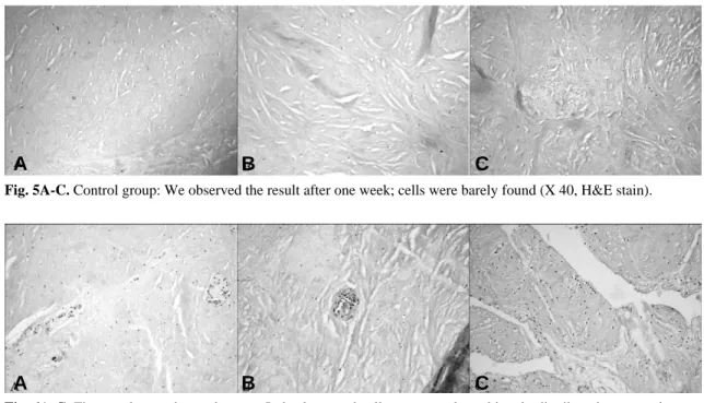 Fig. 5A-C. Control group: We observed the result after one week; cells were barely found (X 40, H&amp;E stain).