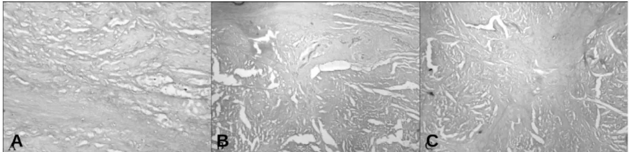 Fig. 7A-C. Second week experimental group: cells were dramatically decreased, less than number of control group (A)