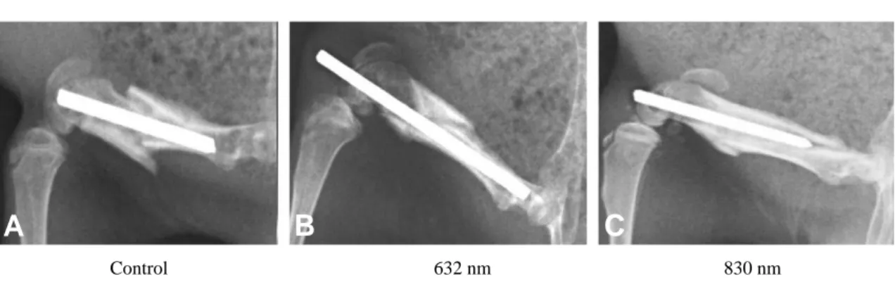 Fig. 1. Radiographs taken postoperative at 3 weeks show most marked callus formation in 830 nm group (A), more marked callus formation in 632 nm group (B) and less callus formation in control group (C).