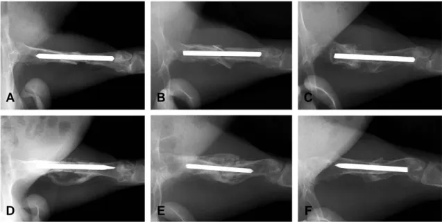 Fig. 1. Radiographs of rabbit femur in control group (A, B, C) and experimental group (D, E, F) showed abundant callus formation (D, E) and bony union (F) in experimental group.
