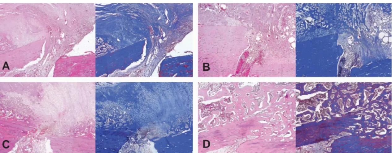 Fig. 3. Confocal microscopy showed PKH-stained allo- allo-genic bone marrow mesenchymal stem cells (BMSCs)