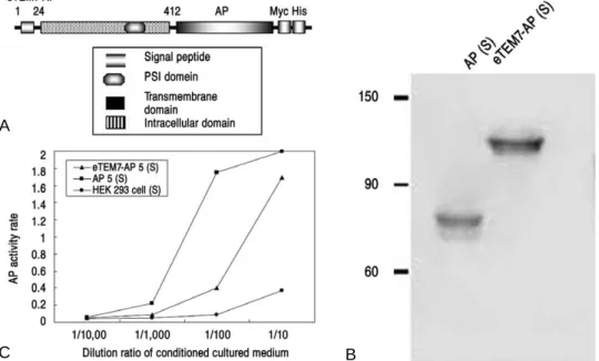 Fig. 2. Cloning and characterization of TEM7 ectodomain. (A) Diagrammatic illustration of TEM7 constructs bases on amino acid sequence