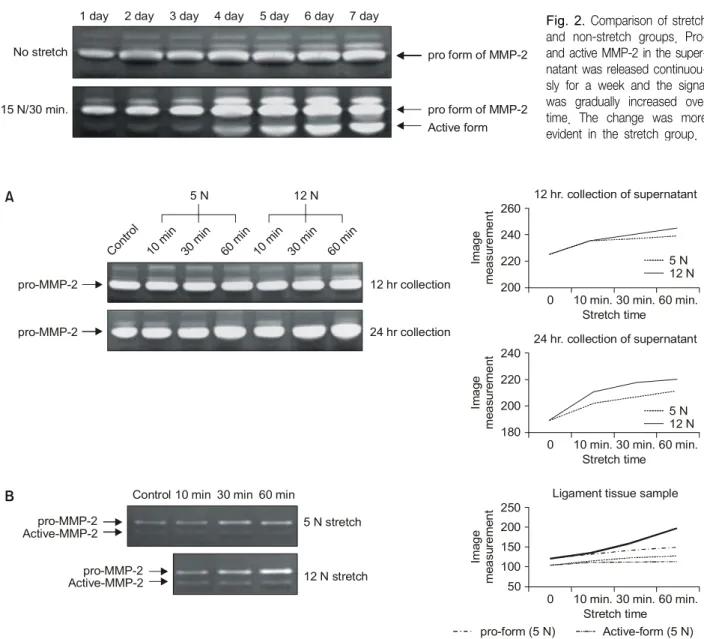 Fig. 3. (A)  The  supernatant  sample  of  the  group  1.  The  signal  of  pro-MMP-2  bands  was  increased  according  to  the  stretch  time  and amount