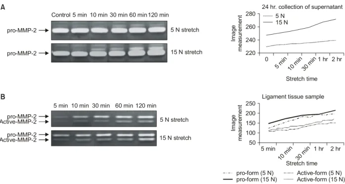 Fig. 4. (A)  The  supernatant  sample  of  group  2.  There  was  a  slight  increase  of  pro-MMP-2  level  in  the  5  N-stretched  groups