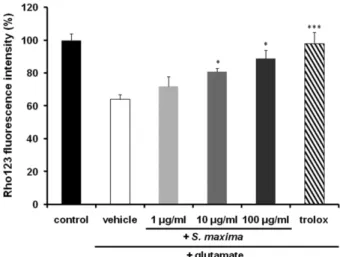 Fig. 4. Effect of S. maxima extract (1, 10 and 100 μg/ml) on MMP level in glutamate injured HT22 cells