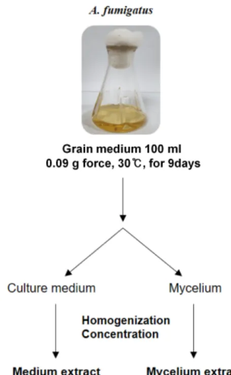 Fig. 2. Effect on cell viability and melanin contents for using extracts of A. fumigatus