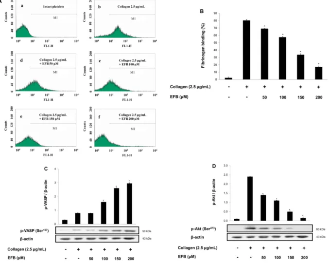 Fig. 5. Effects of euchrestaflavanone B on fibrinogen binding and VASP-, Akt-phosphorylation (A) The flow cytometry histograms on  fibrinogen  binding