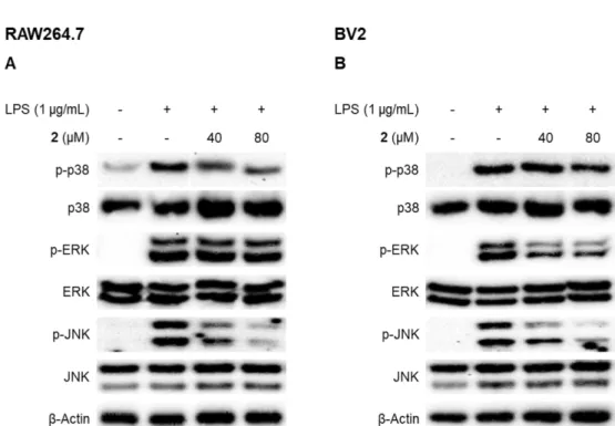 Fig.  8.  The  expression  of  HO-1  protein  by  compound  2  in  RAW264.7  macrophages  (A)  and  BV2  microglial  cells  (B)