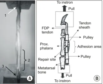 Fig. 2. (A) Prepared specimen for the biomechanical test. 1: The FDP  tendon  was  held  rigid  in  a  clamp  of  the  universal  testing  machine