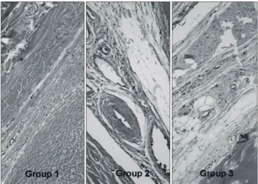 Fig. 5.  Fibrosis  was  clearly observed only in group 1 and there  were  no  specific   diffe-rences  between  groups  2  and  3,  6  weeks  after  surgery  (H  &amp;  E,  ×400).
