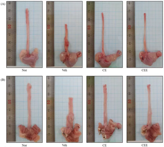 Fig.  3.  Representative  image  in  each  group  of  esophageal  mucosal  ulcer  after  surgical  induction  of  CARE