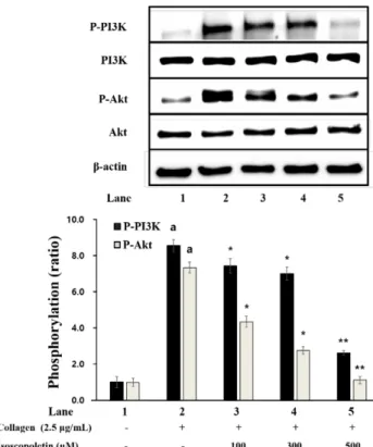 Fig.  5.  Effects  of  isoscopoletin  on  PI3K  and  Akt  phosphory- phosphory-lation
