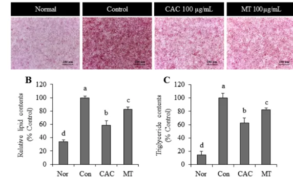 Fig. 1. Effect of CAC mixture on lipid accumulation in OA+PA treated HepG2 cells.  Nor, normal; con, control; CAC,  C