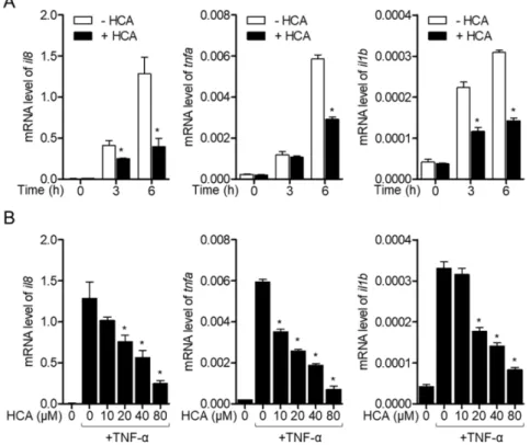 Fig.  3.  HCA  effectively  blocks  TNF-  induced  activation  of  HT-29  cells.  (A)  HT-29  cells  were  pre-treated  with  HCA(40 μM)  for 1 hr  and  stimulated  with  TNF-(10  ng/ml)  for  3  and  6  hr