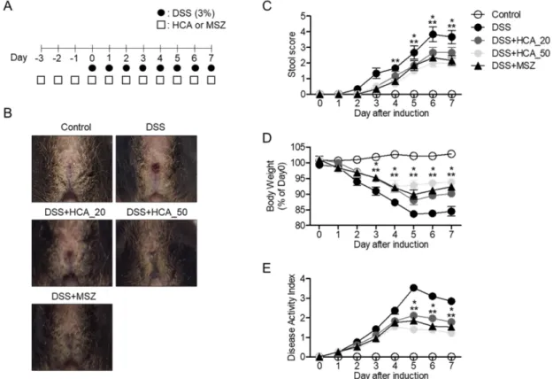 Fig.  5.  Oral  administration  of HCA  attenuates manifestation of  DSS-induced IBD  in  vivo
