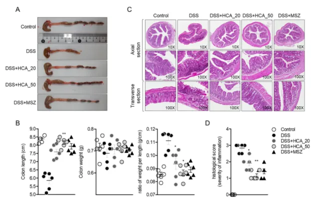 Fig. 7. Oral administration of HCA decreases the expression of pro-inflammatory cytokines in IBD induced mice