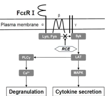 Fig.  7.  Schematic  diagram  of  the  effect  of  RCE  on  the  inhib- inhib-itory  effect of  mast cell activation