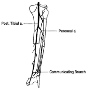 Table 1. Summary of the patients 