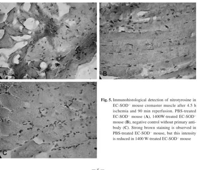 Fig. 5. Immunohistological detection of nitrotyrosine in EC-SOD -/- mouse cremaster muscle after 4.5 h ischemia and 90 min reperfusion