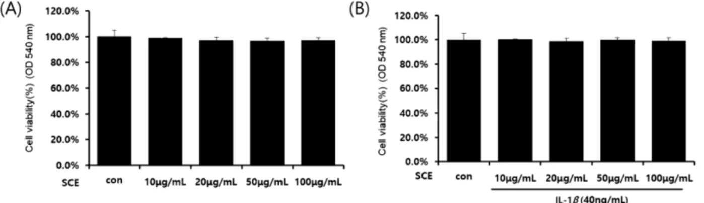 Fig. 1. Effects of SCE and IL-1β on SW1353 cell viability. Cells were incubated with the indicated concentrations of SCE for 24hr (A), the indicated concentrations of SCE before 1h incubated, and IL-1β for 24hr (B).