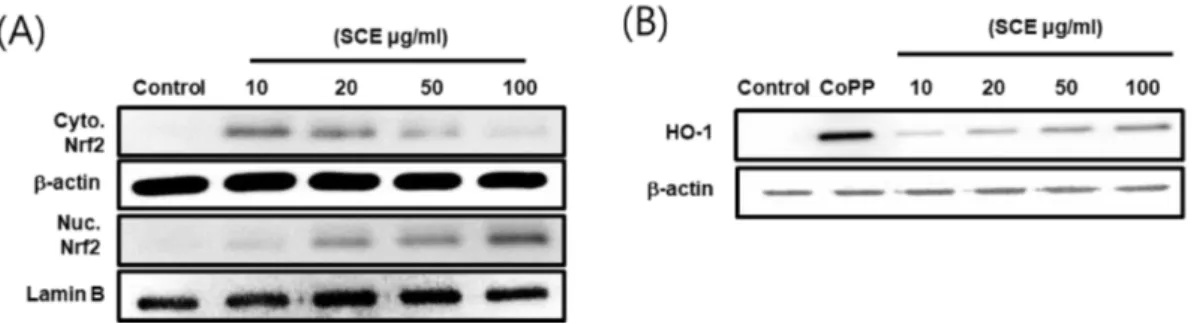 Fig. 7. Effect of SCE on IL-1β induced ROS production in SW1353 cells. SW1353 cells were treated with SCE (10, 20, 50 and 100 µg/ml) for 6 hr after treated with SnPP 50 µM for 2 hr