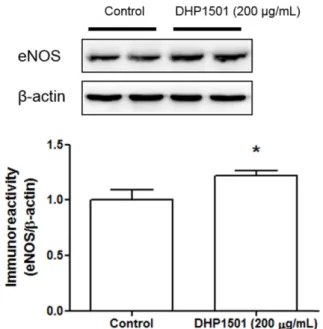 Fig. 2. Effects of the DHP1501 (200 μg/mL) on the expression levels of eNOS in the HUVECs