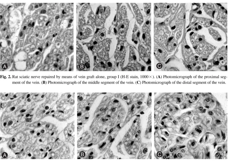 Fig. 2. Rat sciatic nerve repaired by means of vein graft alone, group I (H-E stain, 1000×)