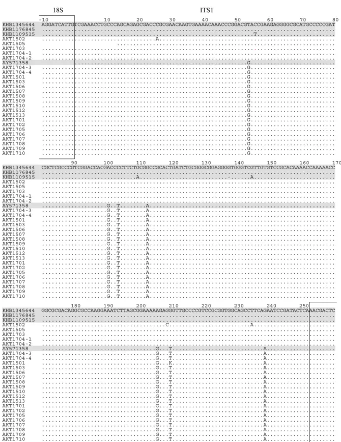 Fig. 1. Aligned sequences of nrITS region from 21 samples of Aconiti Kusnezoffii Tuber and additional sequences for comparative purpose