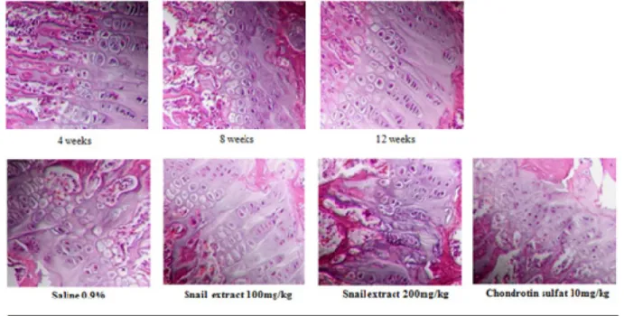 Fig. 9. Cytotoxicity assay in MG-63 human osteoblast-like cell line treated 48h snail extract