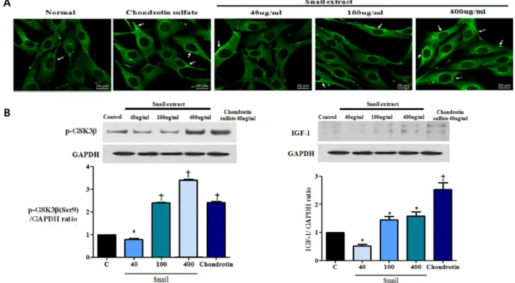 Fig. 11. A. Immunofluorescence of IGF-1 in MG-63 24 h. B. Expression of p-GSK3β, IGF-1 protein in MG-63 human osteoblast- osteoblast-like cell line