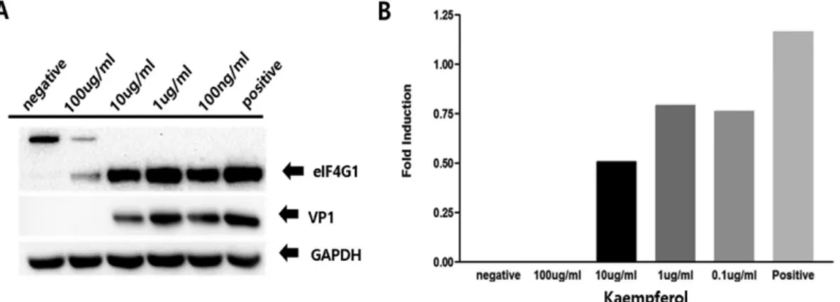 Fig. 2. Kaempferol inhibit CVB3 replication. (A) Kaempferol significantly inhibited CVB3 replication