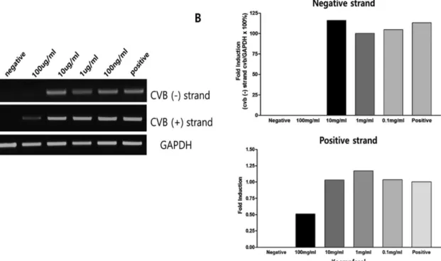 Fig. 3. CVB3 gene amplification. (A) CVB3 gene amplification was confirmed in CVB3 infected HeLa cells with kaempferol treat- treat-ment