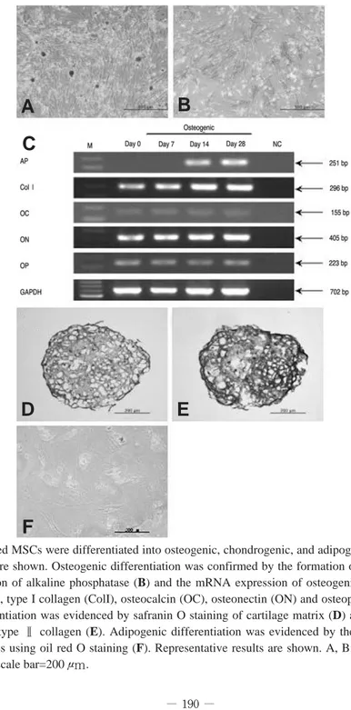 Fig. 1. hUCB-derived MSCs were differentiated into osteogenic, chondrogenic, and adipogenic lineages