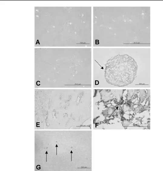 Fig. 2. HLA-DR expression was assessed before and after tri-lineage differentiation of hUCB-derived MSC popula- popula-tion