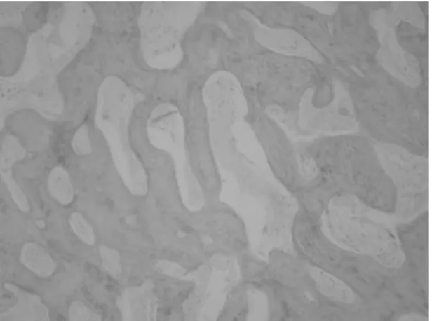 Fig. 3. Group 1: Six weeks after transplantation, carti- carti-laginous components were predominant in the defect (H-E, ×100).
