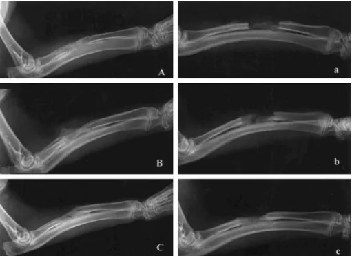 Fig. 1. The radiographs of 3 different rabbits in the control group at 3 weeks after the iliac bone graft