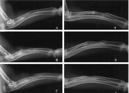 Fig. 2. The radiographs of 3 different rabbits in the control group at 6 weeks after the iliac bone graft show bone for- for-mation