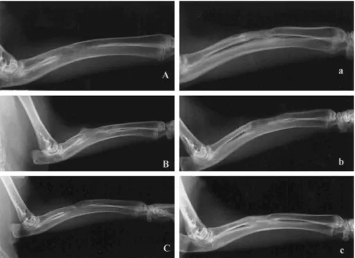 Fig. 3. The radiographs of 3 different rabbits in the control group at 9 weeks after the iliac bone graft show bone for- for-mation