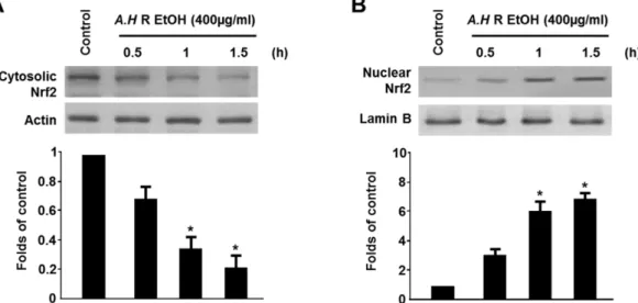 Fig. 3. Effects of A. hookeri root (EtOH) on Nrf2 nuclear translocation in HT22 cells