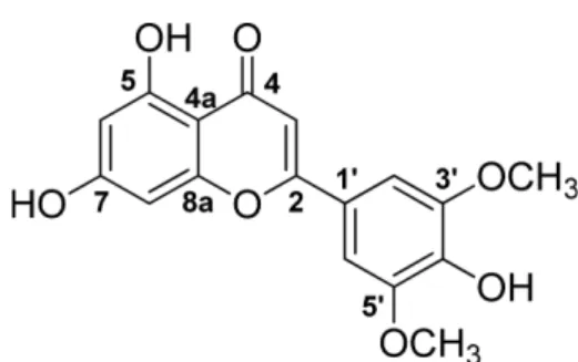 Fig. 2. The chromatograms and absorption spectra (insert) of tricin (t R  – 21.9 min), in standard solution (100 µg/ml) and P