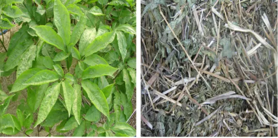 Fig. 1. Figure of ginseng (Panax ginseng) leaf and stem.