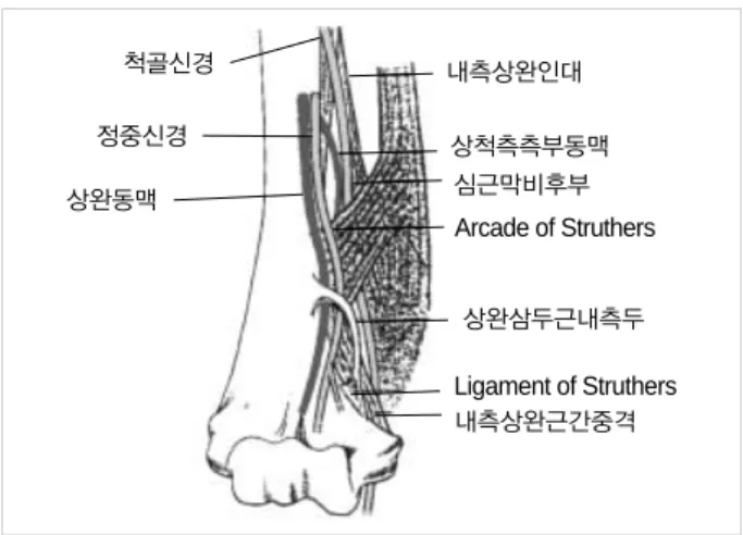 Fig. 3. The schematic illustration of the anatomy of the typical Struthers’ arcade. 척골신경정중신경상완동맥 내측상완인대 상척측측부동맥심근막비후부 상완삼두근내측두내측상완근간중격 Arcade of Struthers Ligament of Struthers