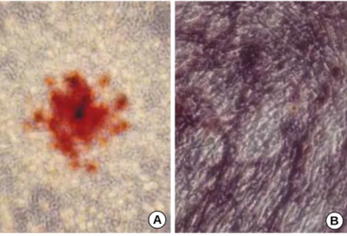 Fig. 1. The bone defect of a rabbit radial shaft was made by the complete removal of more than 15 mm of bone and periosteum.