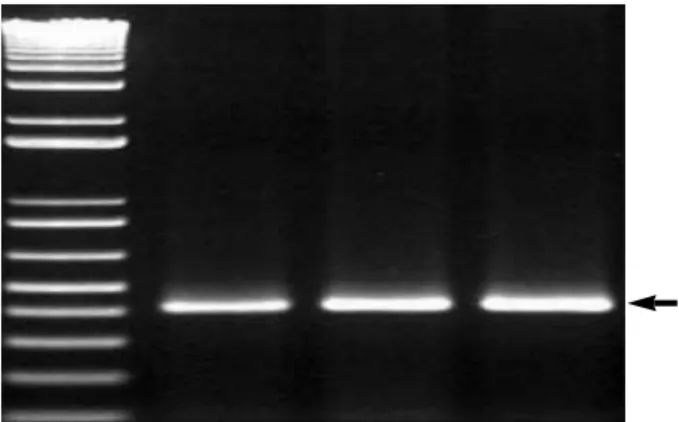 Fig. 6. Ratio of the MMP-2 expression level to the  -actin level as a reference: Significant difference (p<0.05) against group C.